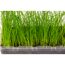 Katzengras Vital Bio in Plastikbehälter