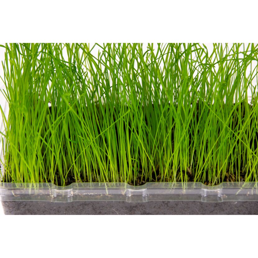 Katzengras Vital Bio in Plastikbehälter