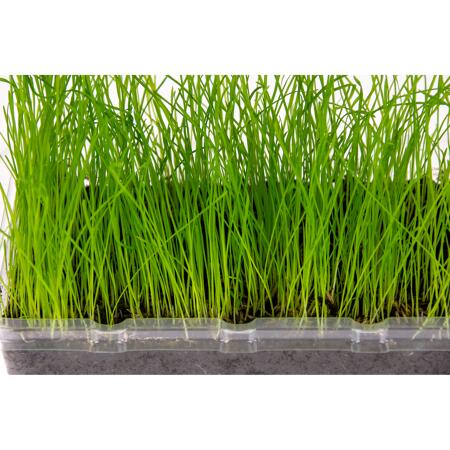 4. Bild von Katzengras Vital Bio