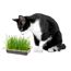 Schwarz-weiße Katze beschnuppert Katzengras.