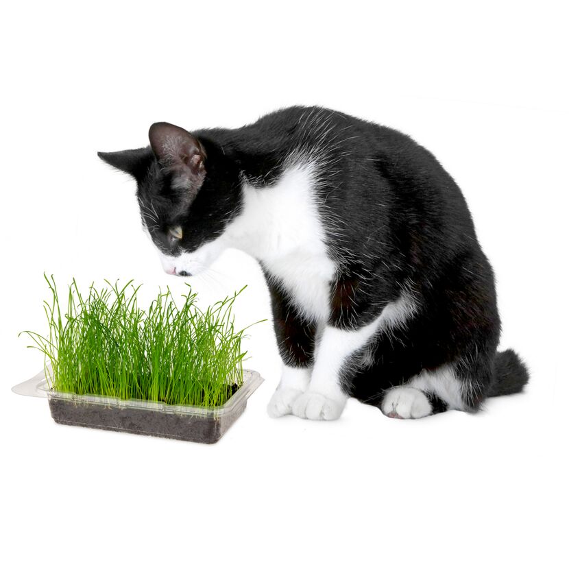 Schwarz-weiße Katze beschnuppert Katzengras.