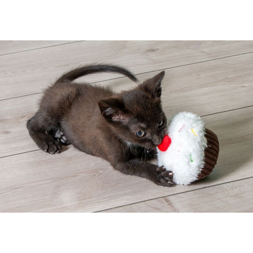 Schwarzes Katzenjunges spielt mit Cupcake-Spielzeug.
