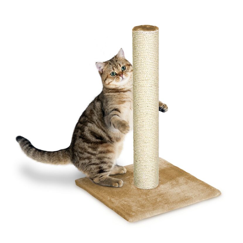 Katze spielt mit einem Kratzbaum.