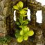 Aquariendeko Ruine "Brick Gate” 17 x 13,3 x 15 cm