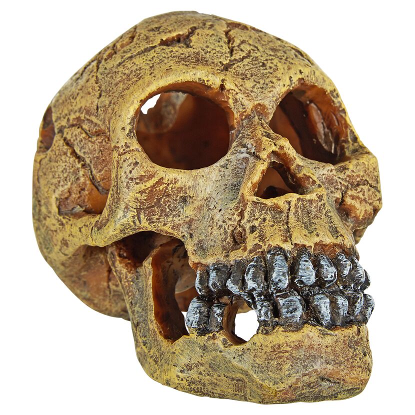 Brauner Totenkopf aus Kunstharz