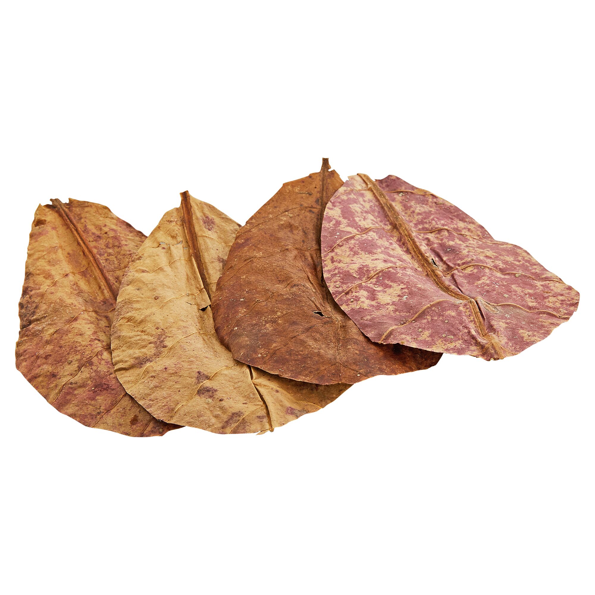 Getrocknete Seemandelbaumblätter