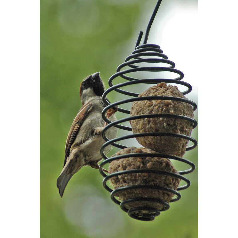 Spatz frisst aus einer Futterfeder