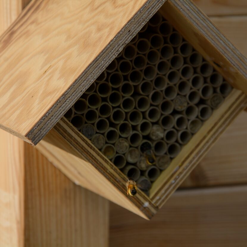 Bienenhotel 'Raute'