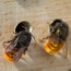 Verkleinertes Bild von Wildbienennisthilfen Buche, 6mm