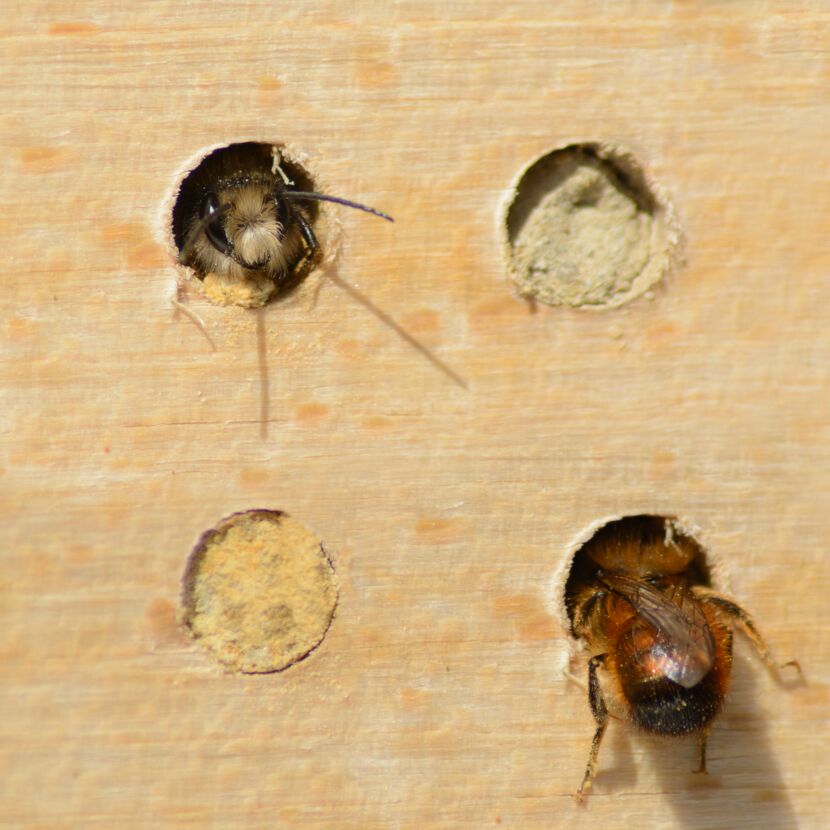 Wildbienennisthilfen Buche, 6mm