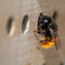 Verkleinertes Bild von Wildbienennisthilfen Buche, 8mm