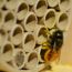Wildbienennisthilfen Holz und Papier