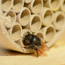Verkleinertes Bild von Wildbienennisthilfen Holz und Papier