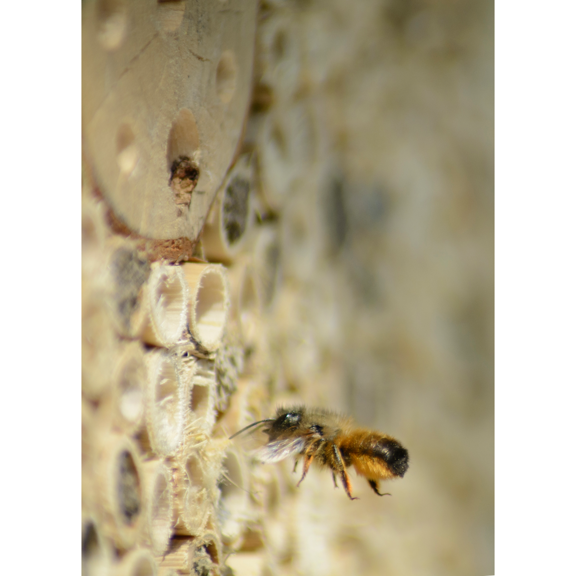 Insektenhotel braun mit Spitzdach groß 18 x 10 x 32 cm + product picture