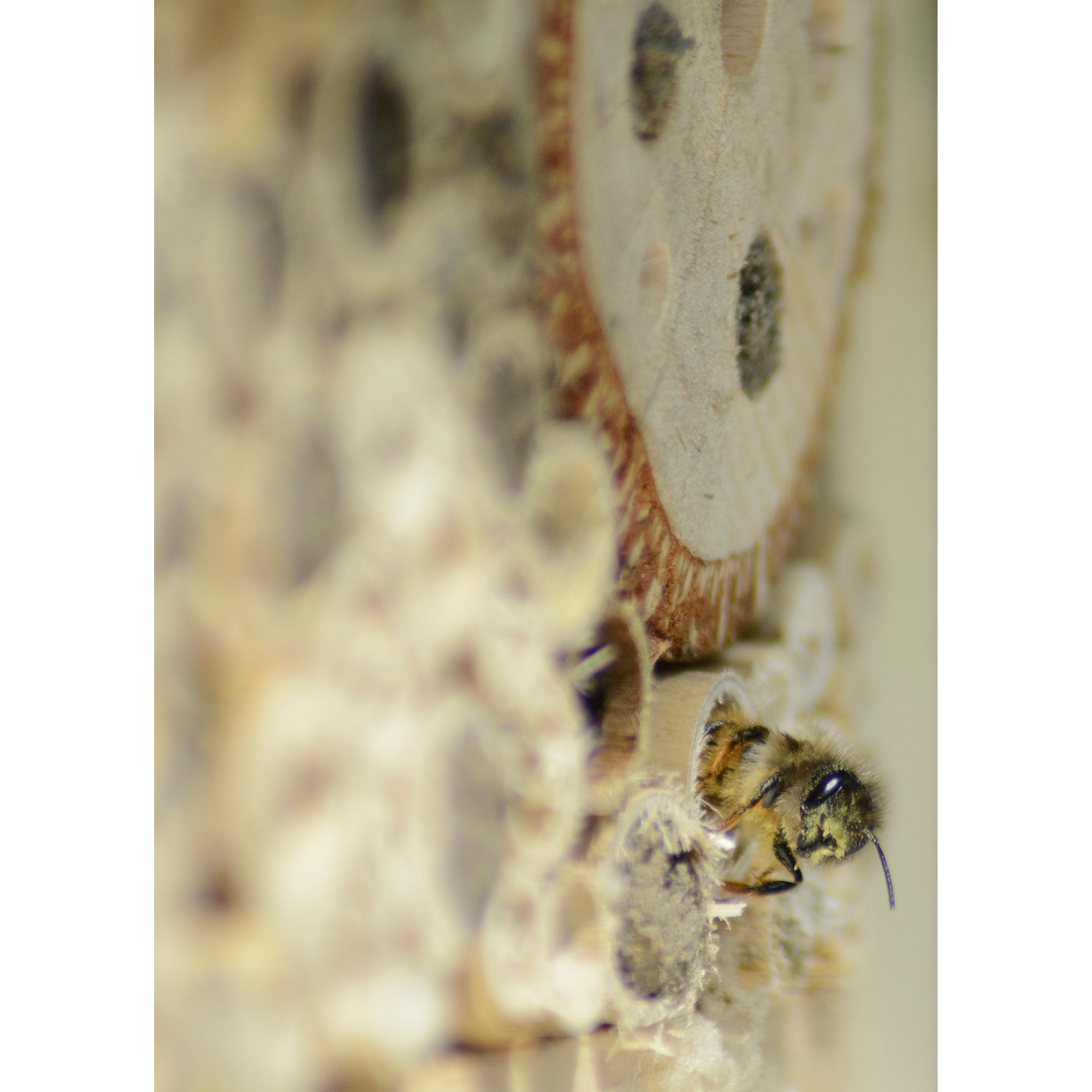Insektenhotel braun mit Spitzdach groß 18 x 10 x 32 cm + product picture