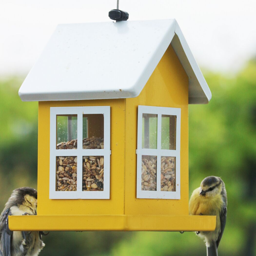 Zwei Blaumeisen an einem gelben Futterhaus