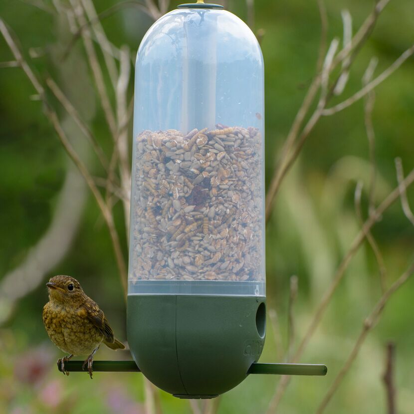 Vogel sitzt auf einem Futterspender.