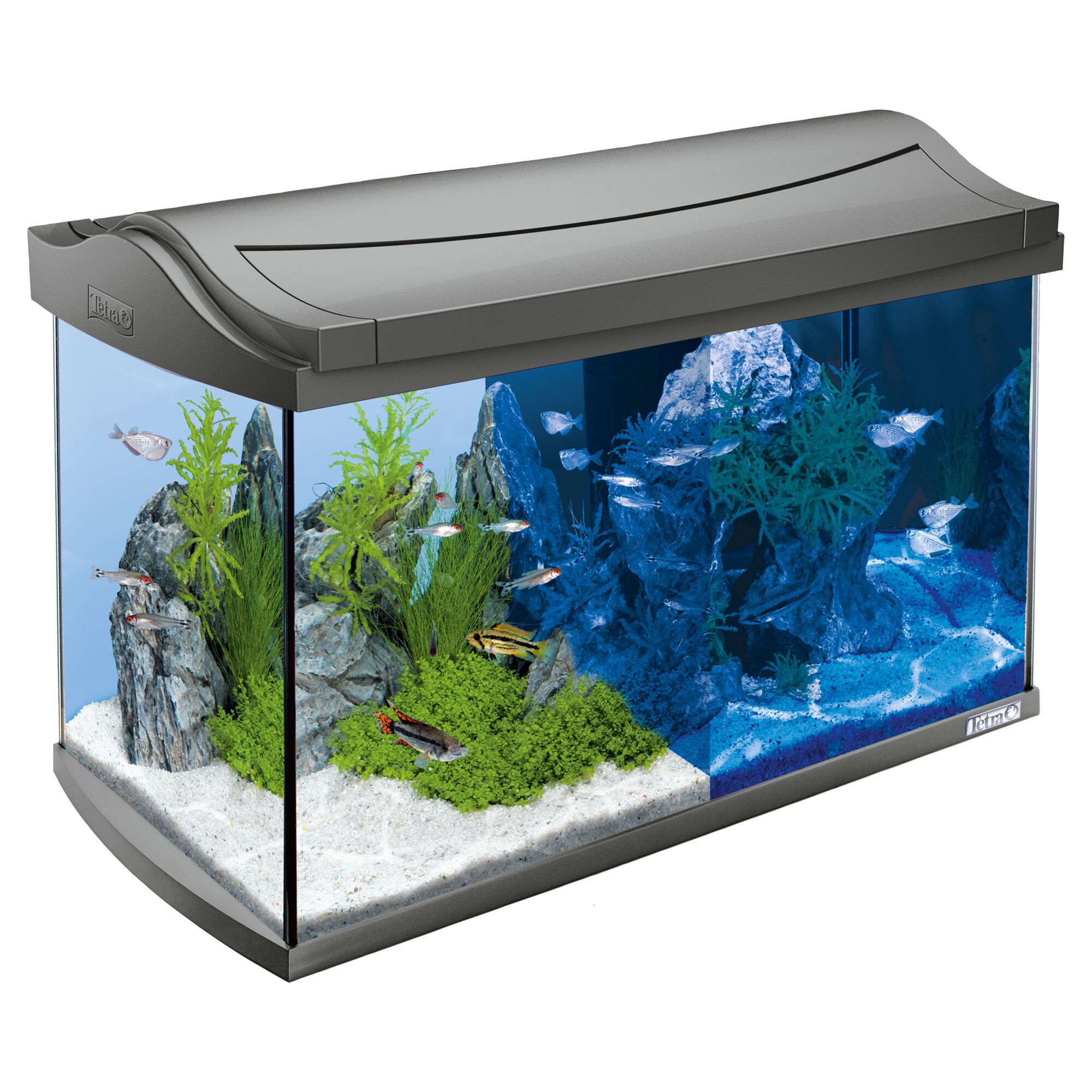 Tetra AquaArt Aquarium 60L mit Fischen und Pflanzen
