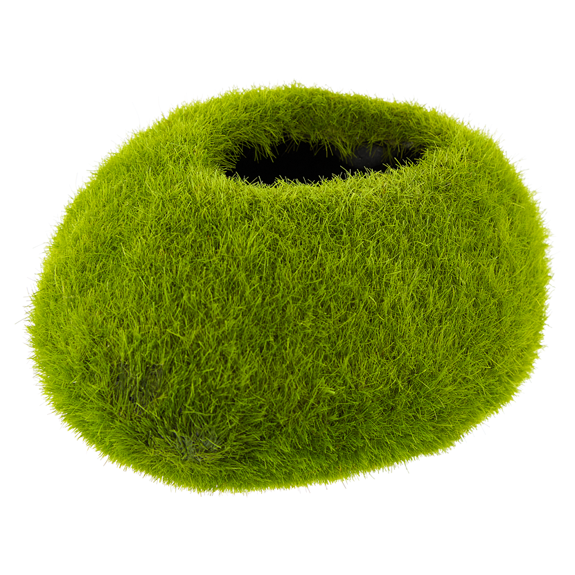 Moosball mit Loch in der Mitte
