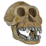 Verkleinertes Bild von Totenschädel Schimpanse 15 cm