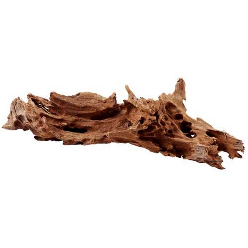 Mangrovenwurzel