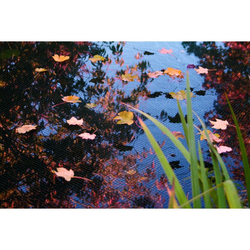Herbstblätter auf Teichnetz