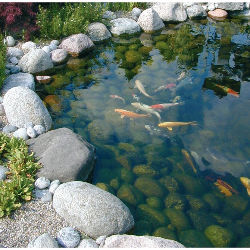 Koi-Karpfen schwimmen in einem Gartenteich.