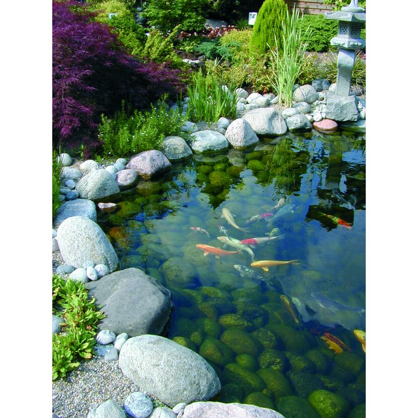 Koi-Karpfen in einem Gartenteich.