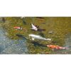 Koi-Karpfen im Teich