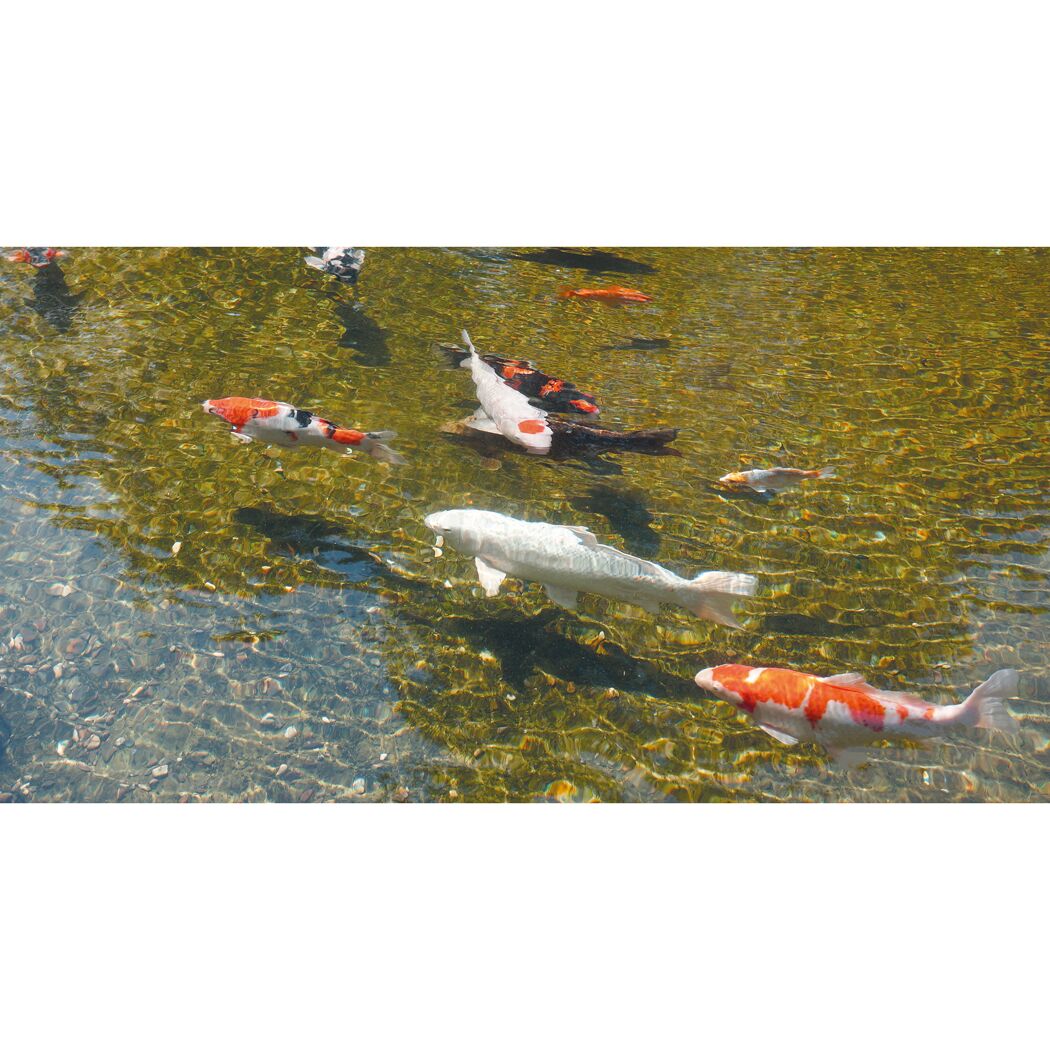 Koi-Karpfen im Teich