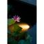 Seerose wird von einem AquaSpotlight 60 LED beleuchtet
