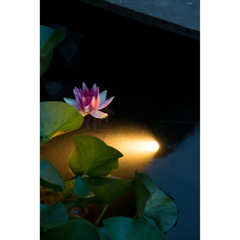 Seerose wird von einem AquaSpotlight 60 LED beleuchtet