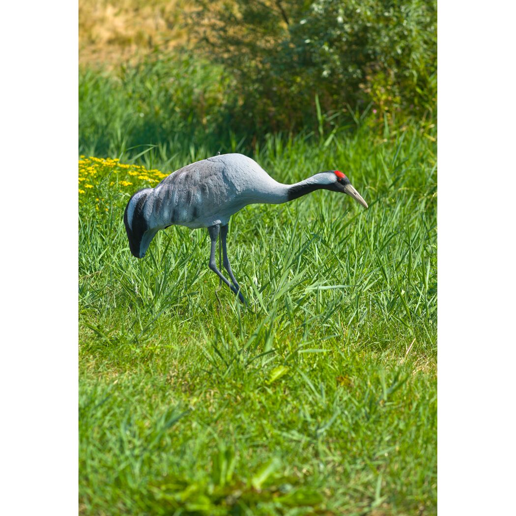 Kanadischer Kranich im Gras