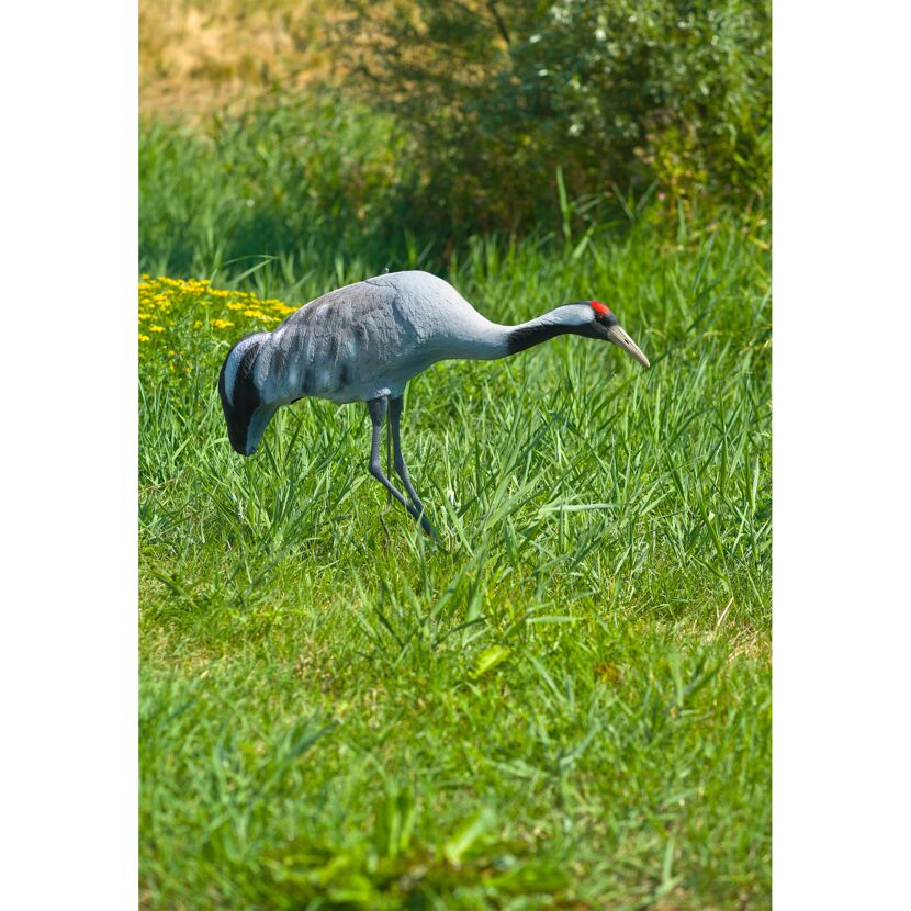 Kanadischer Kranich im Gras