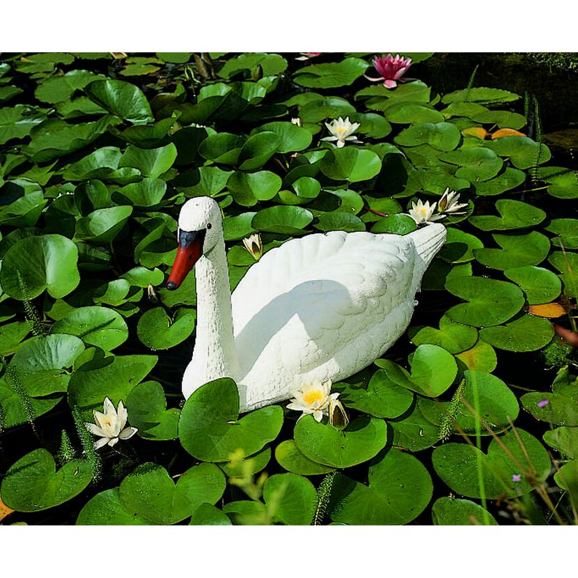 Weißer Schwan auf einem Teich mit Seerosen.