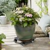 Hortensie im Topf auf Pflanzenroller
