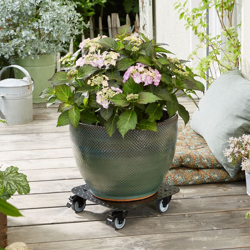 Hortensie im Topf auf Pflanzenroller