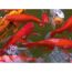 Goldfische im Teich schwimmen.
