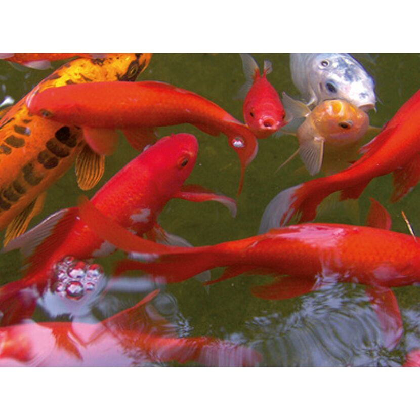 Goldfische im Teich schwimmen.