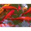 Goldfische im Teich