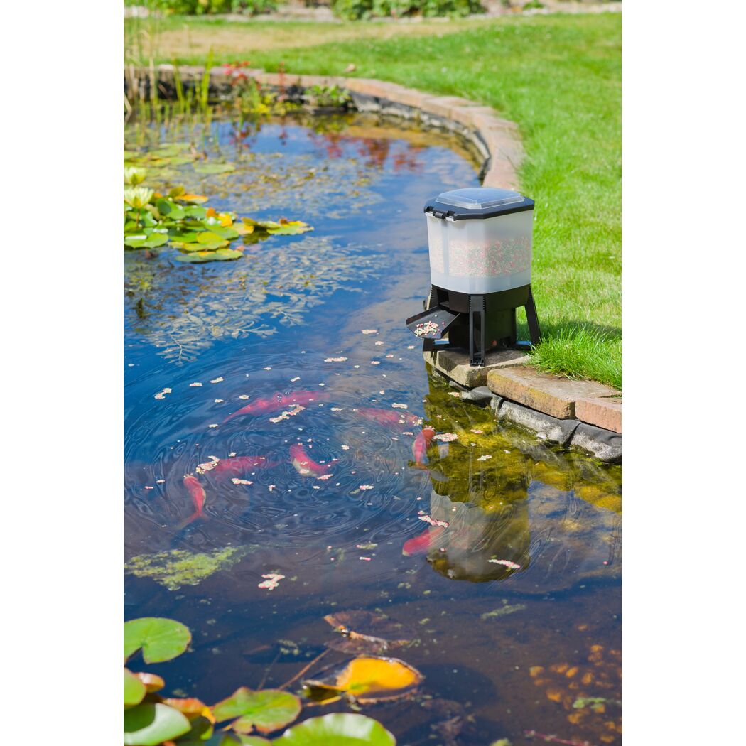 Futterautomat am Teich mit Fischen