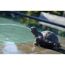 Schildkröte Wasserspeier am Poolrand