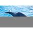 Schwimmtier 'Buddy Wal' blau Textil 50 x 104 x 38 cm
