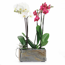 Pflanzkasten 'Jardi 28 Rusty' Schiefer rostfarben 28 x 13 x 13 cm