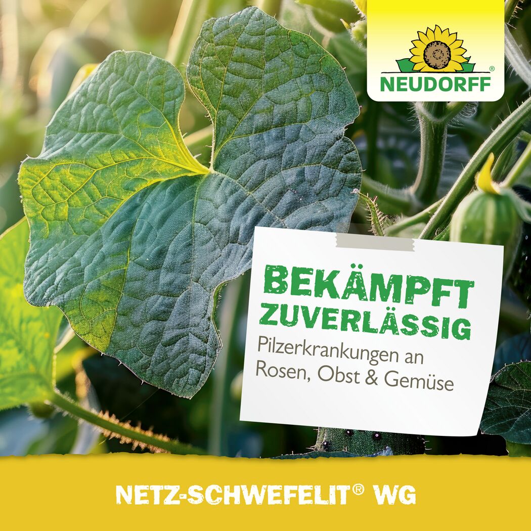 Netz-Schwefelit WG 75 g