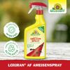 Loxiran AF Ameisenspray 750 ml