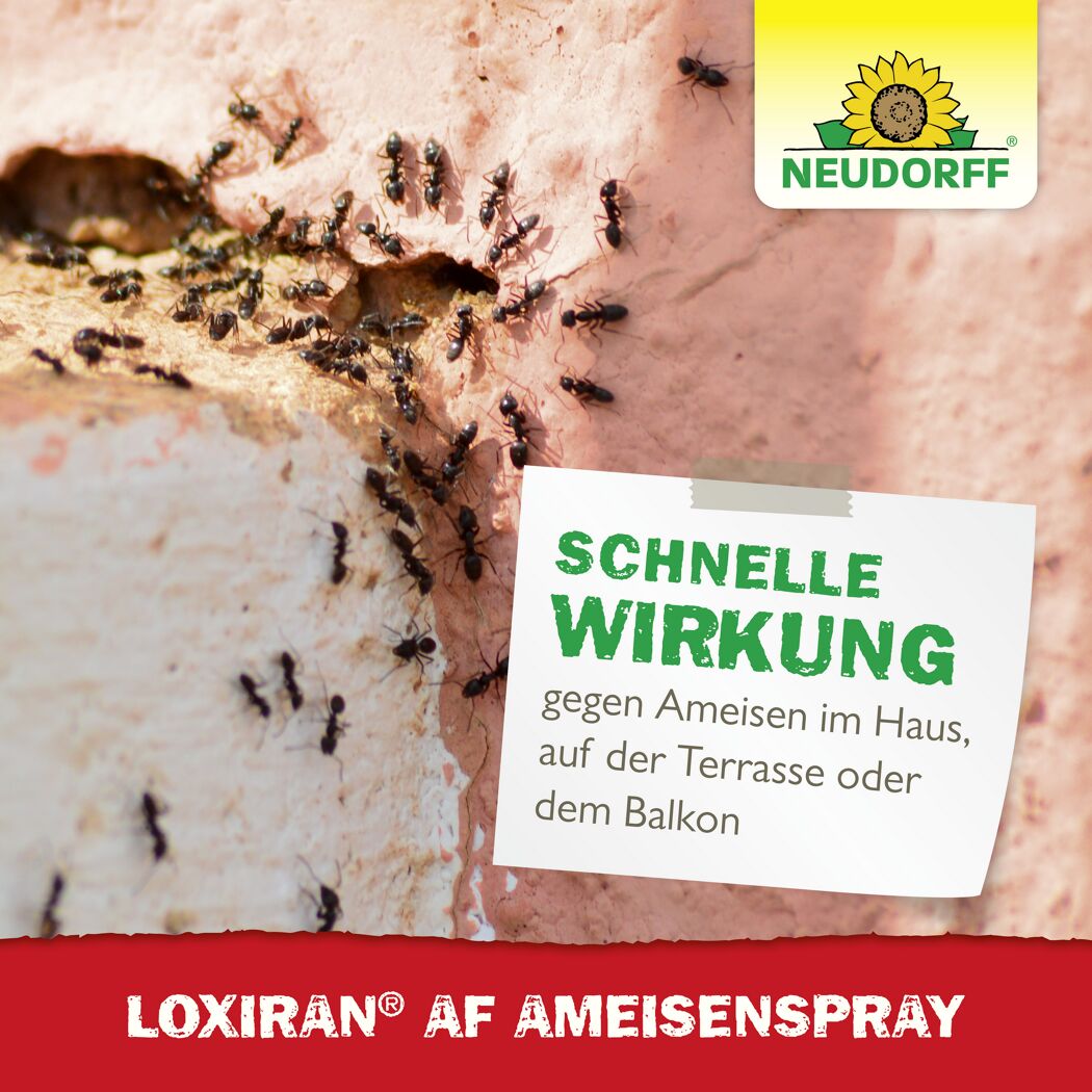Loxiran AF Ameisenspray 750 ml