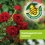 Rosen-Pilzfrei 'Curamat AZ' 2 x 4 ml