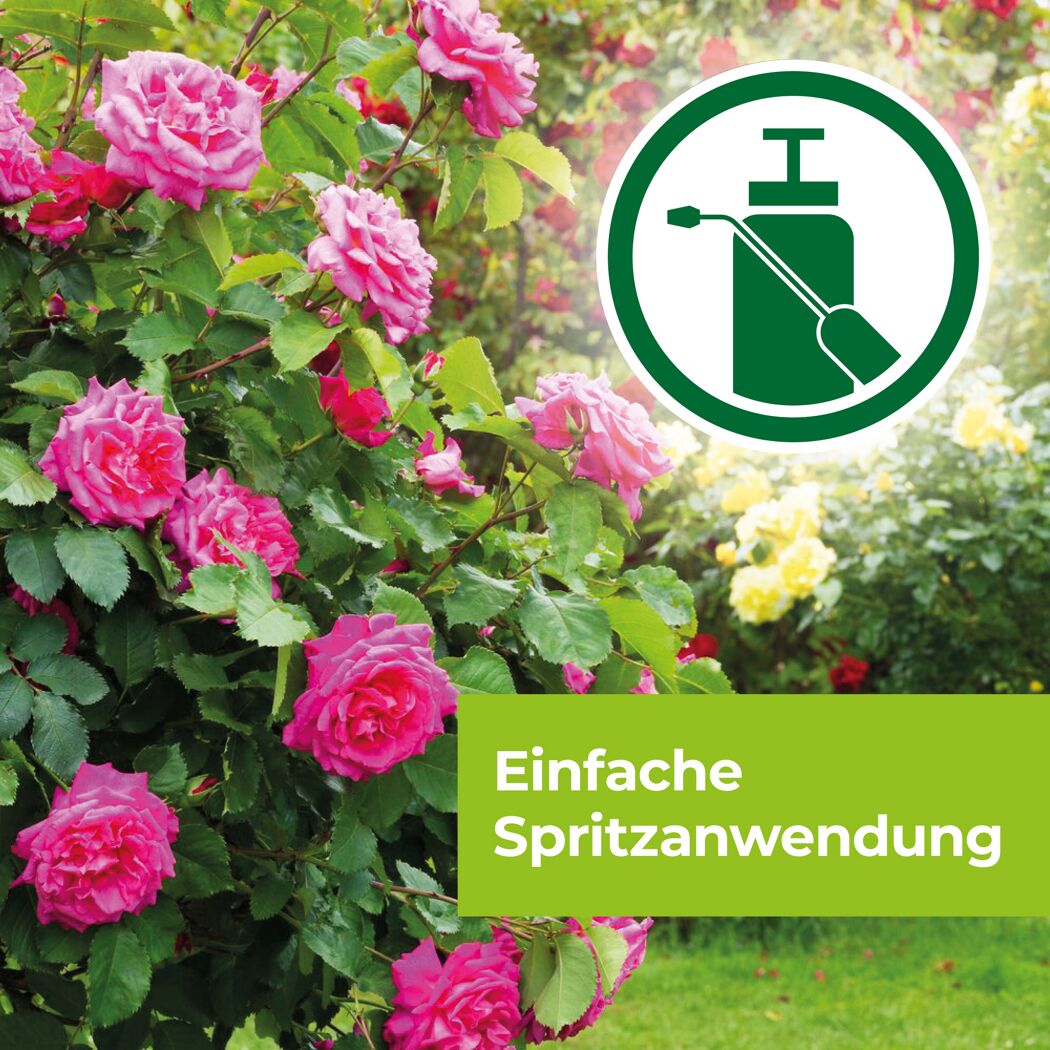 Rosen mit Druckspritze