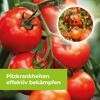 Tomaten mit Braunfäule